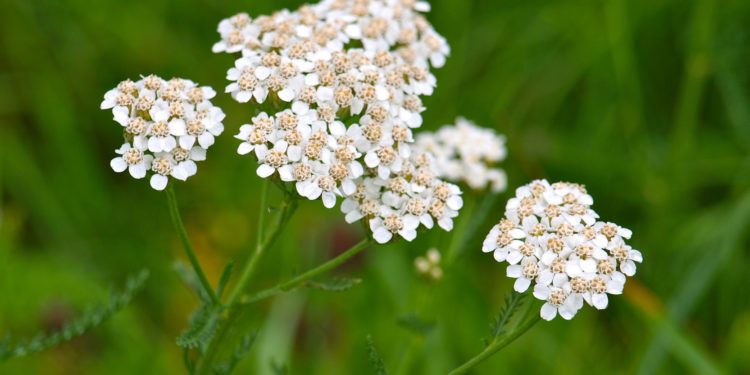 Stängel mit weißen Blüten der Gemeinen Schafgarbe