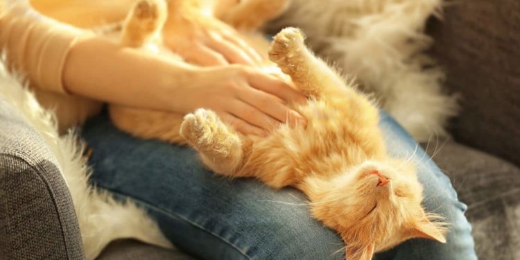 Nicht nur auf Menschen wirkt eine sanfte Bauchmassage wohltuend. (Bild: Africa Studio/fotolia.com)